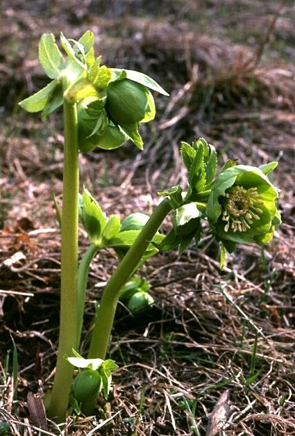 Helleborus odorus / Elleboro profumato